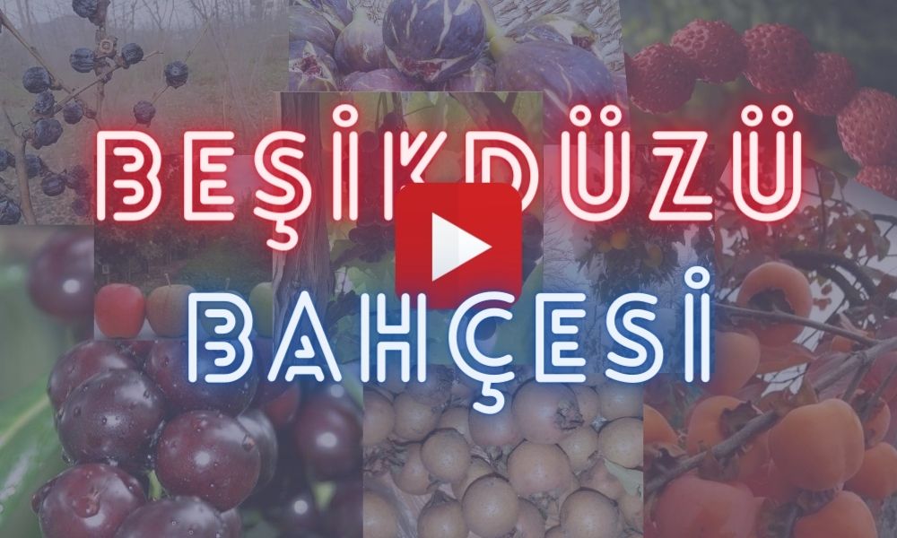 Beşikdüzü Meyve Bahçeleri